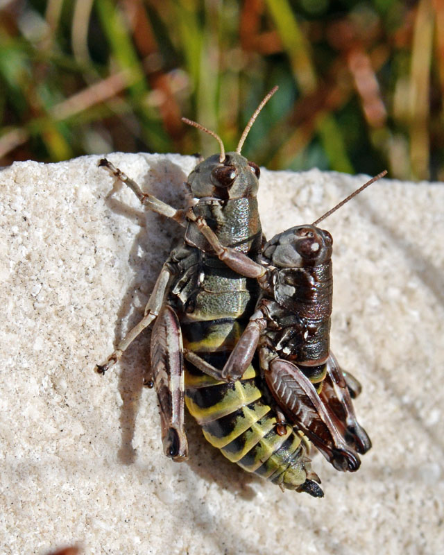 Coppia di ortotteri: Italopodisma sp.